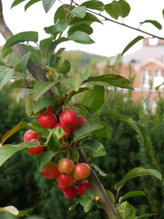 Zierapfel